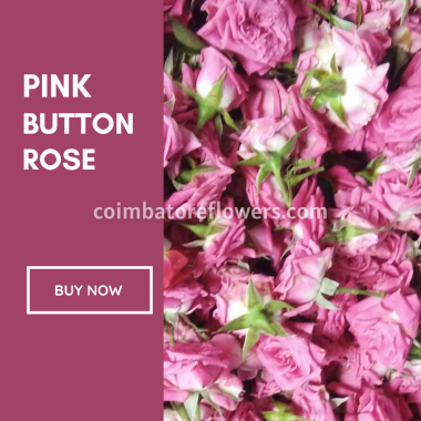 Pink Button Rose