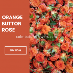 button_rose_coimbatore_flowers