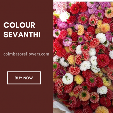 colour seventhi