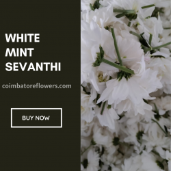 White Mint Seventhi