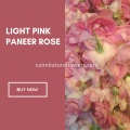 Light Pink Paneer Roses