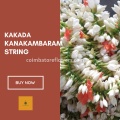 Kakada Kanakambaram String