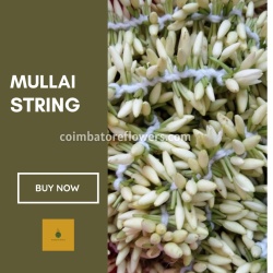 Mullai String